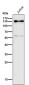 Anti-RENT1 / hUPF1 Rabbit Monoclonal Antibody